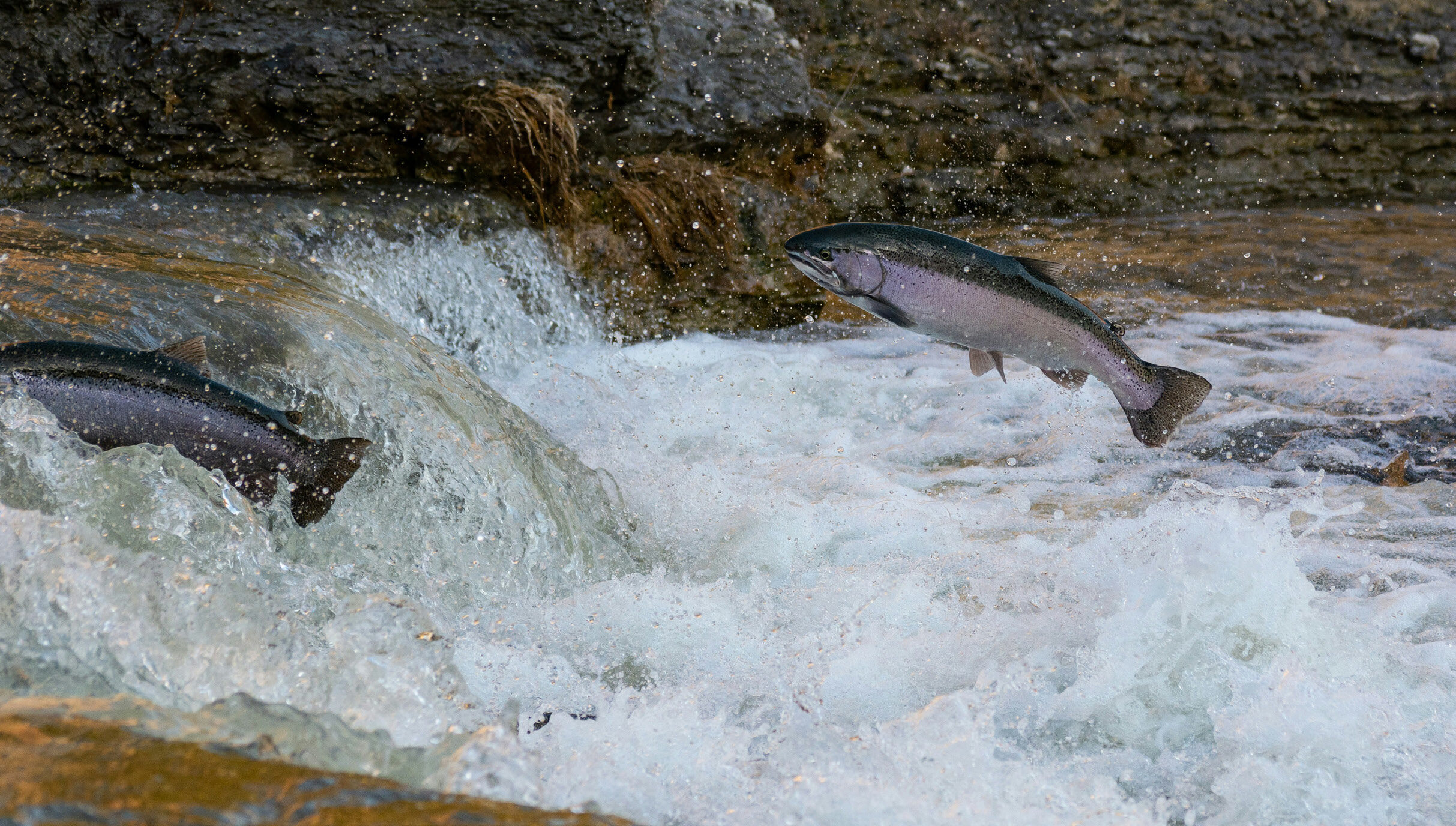 Salmon leaping through white water rapids on the Klamath River — the return of native fish following dam removal