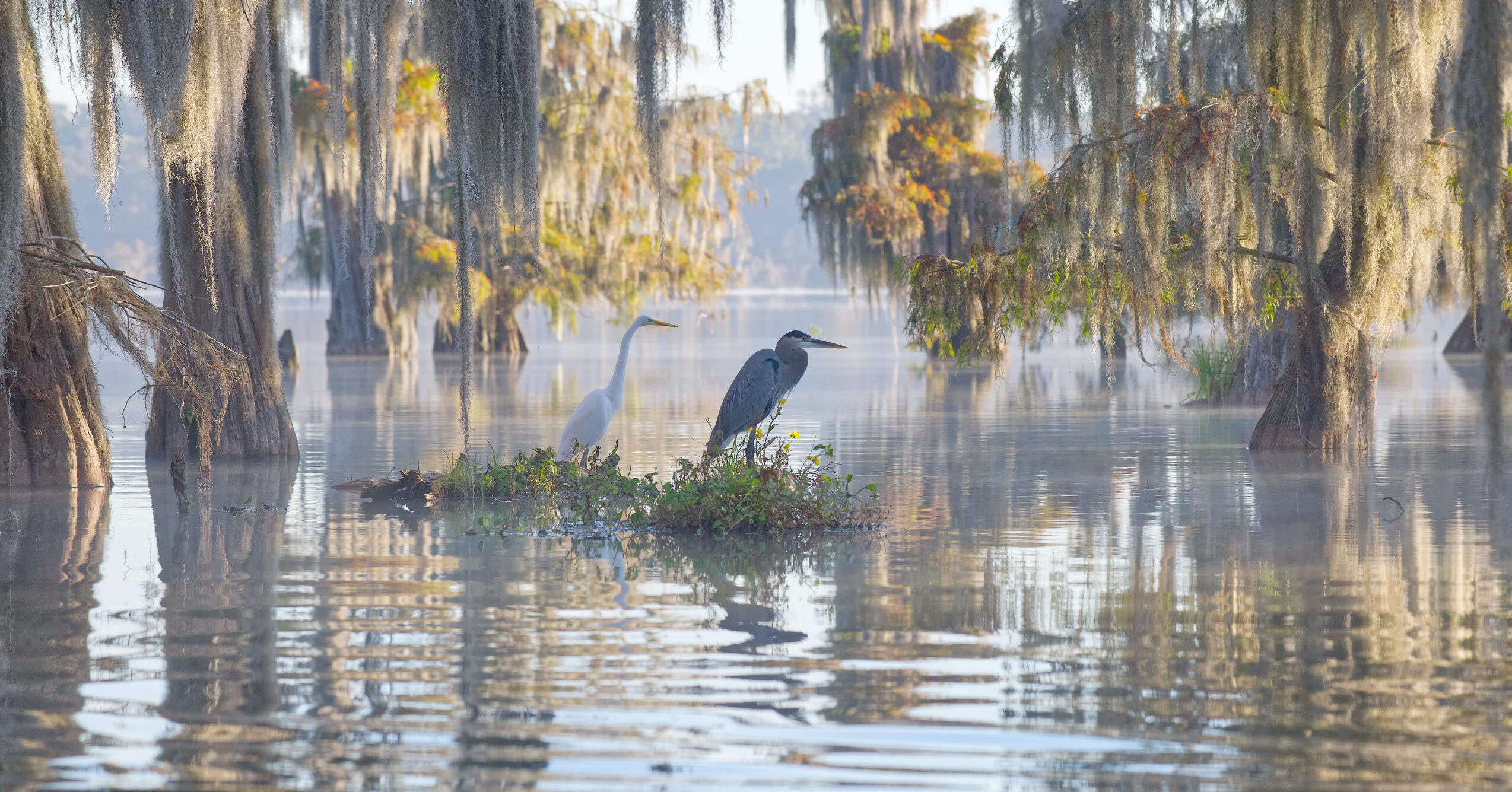 Great blue heron and great egret resting in a flooded cypress forest — Loch Leven floodplain, Mississippi